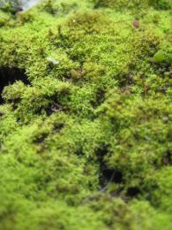 Greenanddampmoss